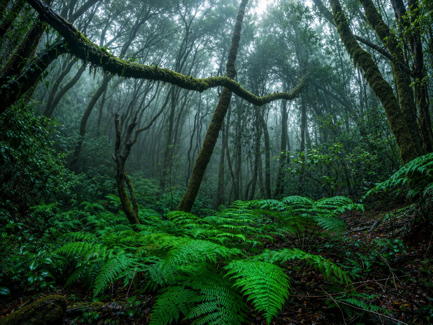 Quand la brume descend sur Anaga